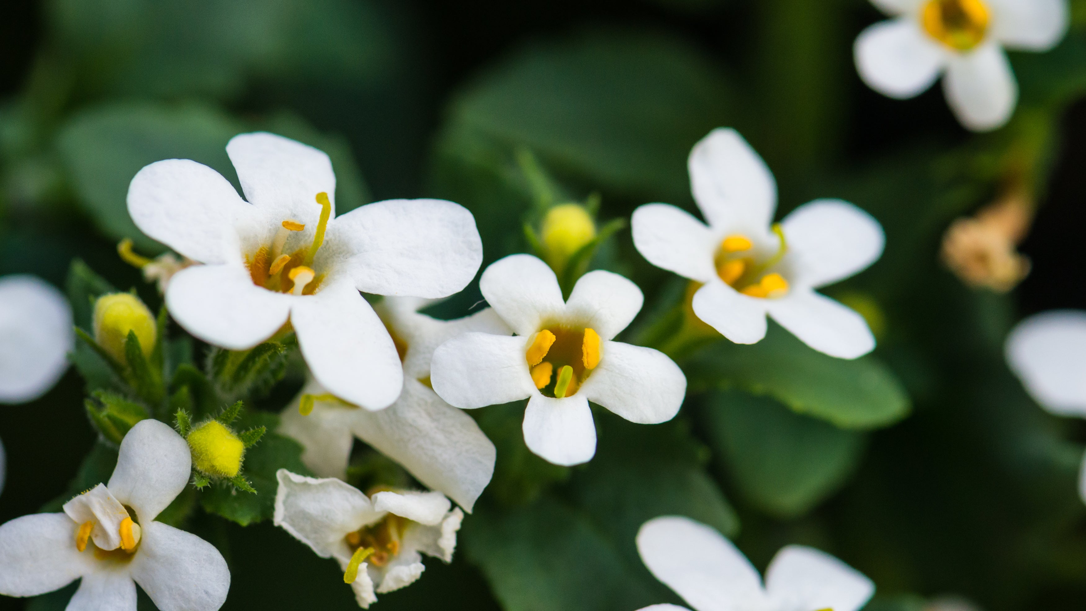 Bacopa